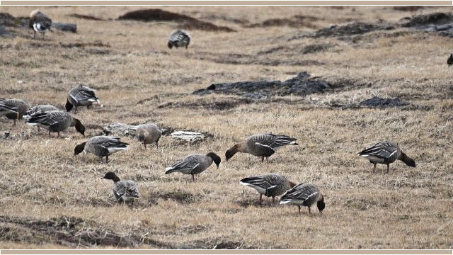 Heiðagæs - Anser brachyrhynchus © Trausti Baldursson Heiðagæs - Anser brachyrhynchus © Trausti Baldursson