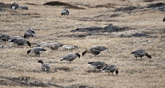 Heiðagæs - Anser brachyrhynchus © Trausti Baldursson Heiðagæs - Anser brachyrhynchus © Trausti Baldursson