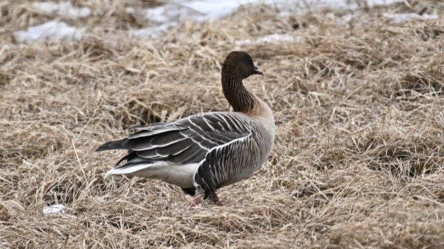 Heiðagæs - Anser brachyrhynchus © Trausti Baldursson Heiðagæs - Anser brachyrhynchus © Trausti Baldursson