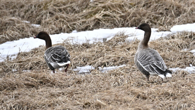 Heiðagæs - Anser brachyrhynchus © Trausti Baldursson Heiðagæs - Anser brachyrhynchus © Trausti Baldursson