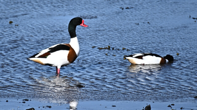 Brandönd- Tadorna tadorna © Trausti Baldursson Brandönd- Tadorna tadorna © Trausti Baldursson