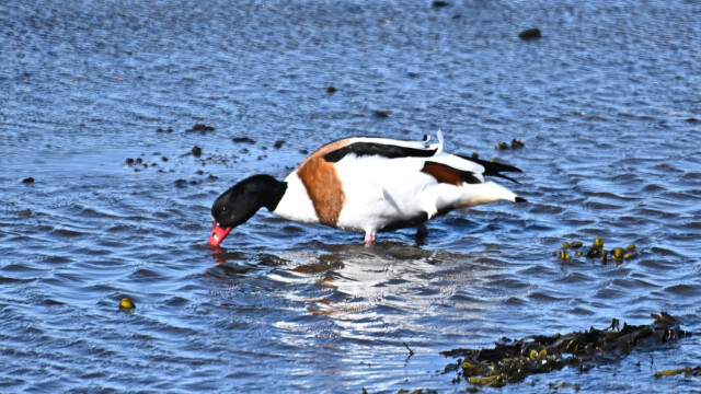 Brandönd- Tadorna tadorna © Trausti Baldursson Brandönd- Tadorna tadorna © Trausti Baldursson