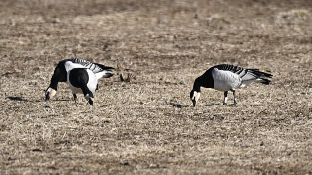 Helsingi - Branta leucopsis © Trausti Baldursson Helsingi - Branta leucopsis © Trausti Baldursson