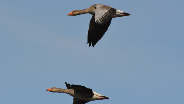 Grágæs – Anser anser © Trausti Baldursson Grágæs – Anser anser © Trausti Baldursson
