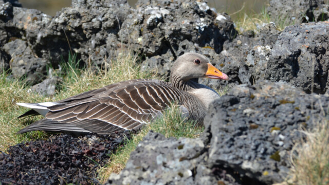 Grágæs – Anser anser © Trausti Baldursson Grágæs – Anser anser © Trausti Baldursson