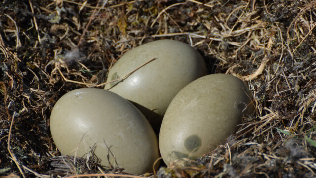 Grágæsaregg – Anser anser © Trausti Baldursson Grágæsaregg – Anser anser © Trausti Baldursson