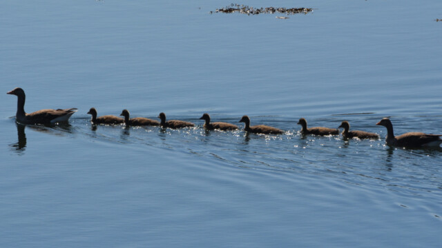 Grágæs – Anser anser © Trausti Baldursson Grágæs – Anser anser © Trausti Baldursson