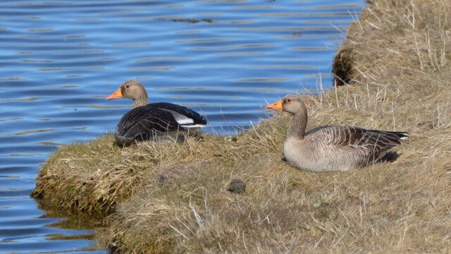 Grágæs – Anser anser © Trausti Baldursson Grágæs – Anser anser © Trausti Baldursson