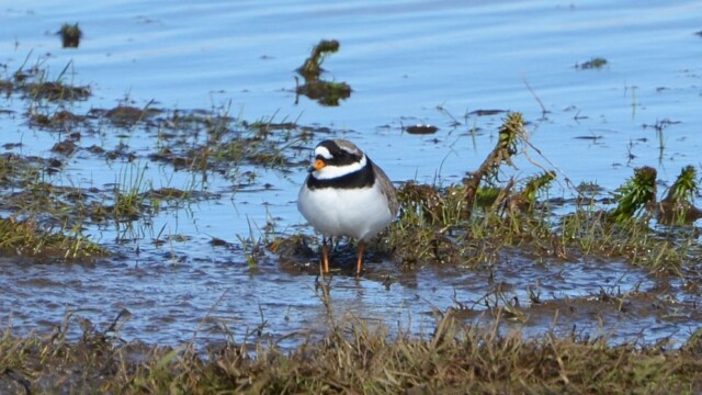 Sandlóa – Charadrius hiaticula © Trausti Baldursson Sandlóa – Charadrius hiaticula © Trausti Baldursson