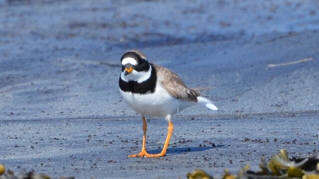 Sandlóa – Charadrius hiaticula © Trausti Baldursson Sandlóa – Charadrius hiaticula © Trausti Baldursson