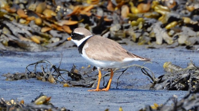 Sandlóa – Charadrius hiaticula © Trausti Baldursson Sandlóa – Charadrius hiaticula © Trausti Baldursson