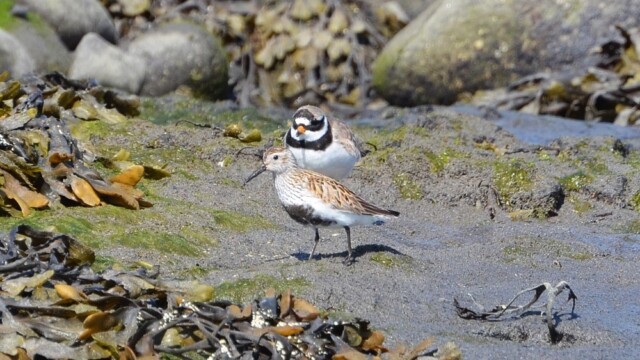 Lóuþræll-Calidris alpina og sandlóa– Charadrius hiaticula © Trausti Baldursson Lóuþræll-Calidris alpina og sandlóa– Charadrius hiaticula © Trausti Baldursson