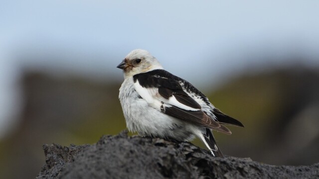 Snjótittlingur/Sólskríkja - Plectrophenax nivalis © Trausti Baldursson Snjótittlingur/Sólskríkja - Plectrophenax nivalis © Trausti Baldursson