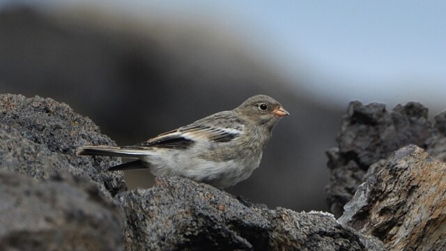 Snjótittlingur/Sólskríkja - Plectrophenax nivalis © Trausti Baldursson Snjótittlingur/Sólskríkja - Plectrophenax nivalis © Trausti Baldursson