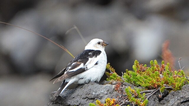 Snjótittlingur/Sólskríkja - Plectrophenax nivalis © Trausti Baldursson Snjótittlingur/Sólskríkja - Plectrophenax nivalis © Trausti Baldursson