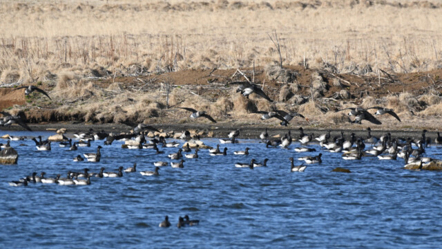 Margæs - Branta bernicla © Trausti Baldursson Margæs - Branta bernicla © Trausti Baldursson