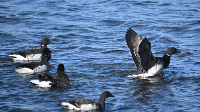 Margæs - Branta bernicla © Trausti Baldursson Margæs - Branta bernicla © Trausti Baldursson