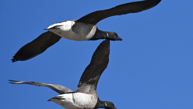 Margæs - Branta bernicla © Trausti Baldursson Margæs - Branta bernicla © Trausti Baldursson