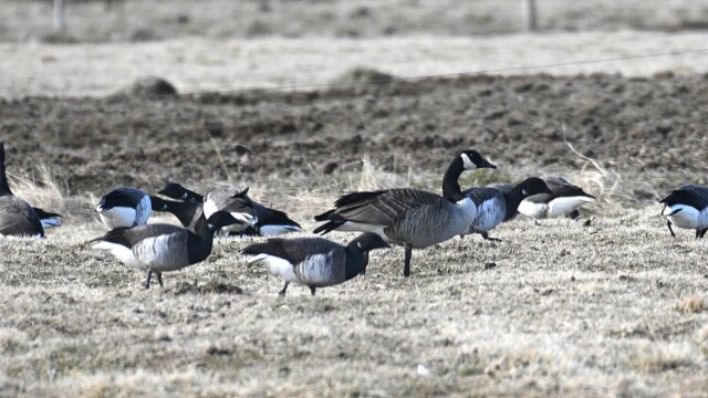 Kanadagæs – Branta canadensis © Trausti Baldursson Kanadagæs – Branta canadensis © Trausti Baldursson