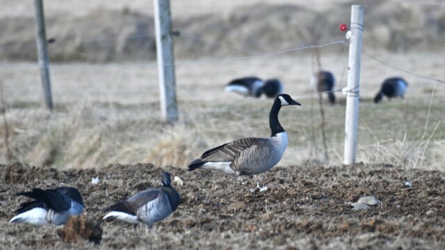 Kanadagæs – Branta canadensis © Trausti Baldursson Kanadagæs – Branta canadensis © Trausti Baldursson
