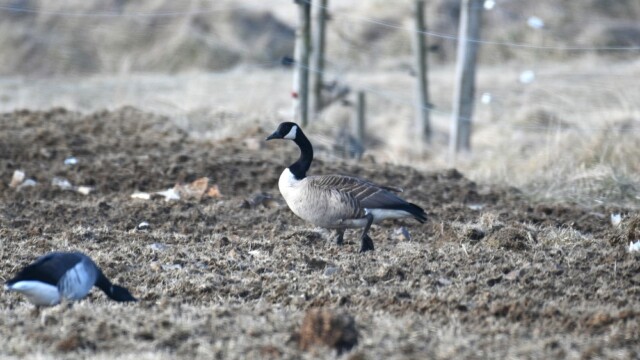 Kanadagæs – Branta canadensis © Trausti Baldursson Kanadagæs – Branta canadensis © Trausti Baldursson