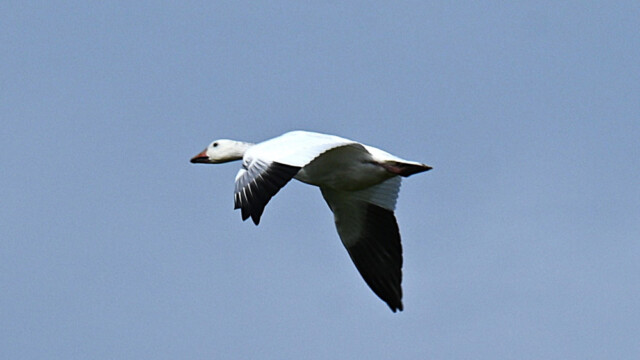 Snjógæs/Snow goose-Anser caerulescens © Trausti Baldursson Snjógæs/Snow goose-Anser caerulescens © Trausti Baldursson