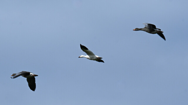 Snjógæs og grágæs-Snow goose - Anser caerulescens © Trausti Baldursson Snjógæs og grágæs-Snow goose - Anser caerulescens © Trausti Baldursson