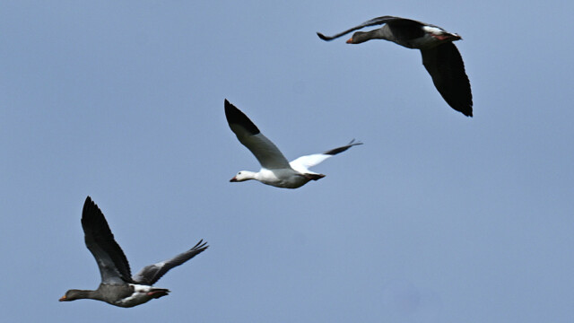Snjógæs og grágæs-Snow goose - Anser caerulescens © Trausti Baldursson Snjógæs og grágæs-Snow goose - Anser caerulescens © Trausti Baldursson