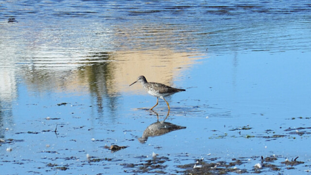 Hrísastelkur - Tringa flavipes © Trausti Baldursson Hrísastelkur - Tringa flavipes © Trausti Baldursson