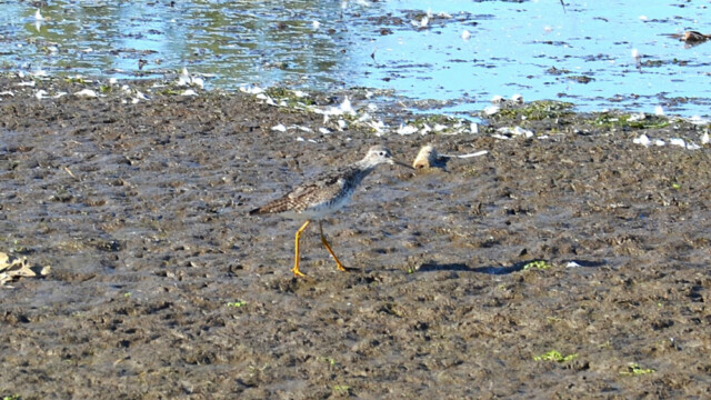 Hrísastelkur - Tringa flavipes © Trausti Baldursson Hrísastelkur - Tringa flavipes © Trausti Baldursson