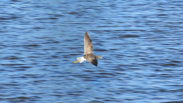 Hrísastelkur - Tringa flavipes © Trausti Baldursson Hrísastelkur - Tringa flavipes © Trausti Baldursson
