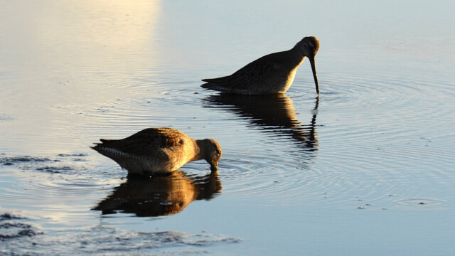 Kanaduðra - Limnodromus scolopaceus © Trausti Baldursson Kanaduðra - Limnodromus scolopaceus © Trausti Baldursson