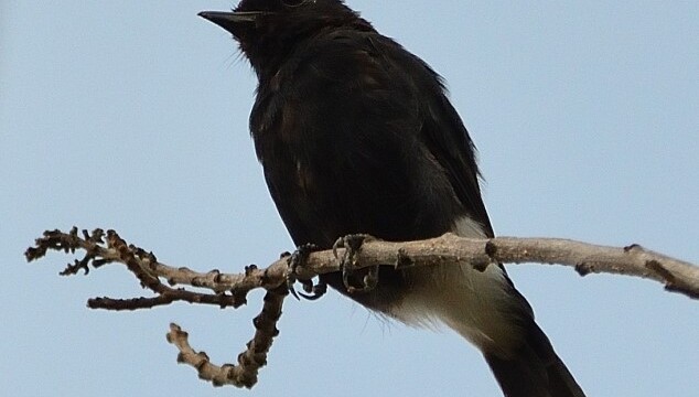 Pied Bush Chat / Thailand - Saxicola caprata © Trausti Baldursson Pied Bush Chat / Thailand - Saxicola caprata © Trausti Baldursson