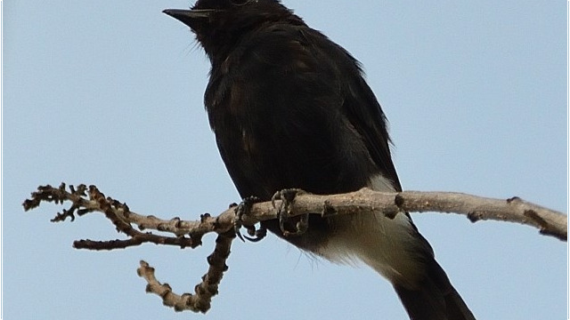 Pied Bush Chat / Thailand - Saxicola caprata © Trausti Baldursson Pied Bush Chat / Thailand - Saxicola caprata © Trausti Baldursson