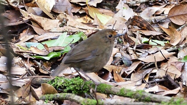 White-browed Shortwing (Himalayan shortwing) / Thailand – Brachypteryx cruralis © Trausti Baldursson White-browed Shortwing (Himalayan shortwing) / Thailand – Brachypteryx cruralis © Trausti Baldursson