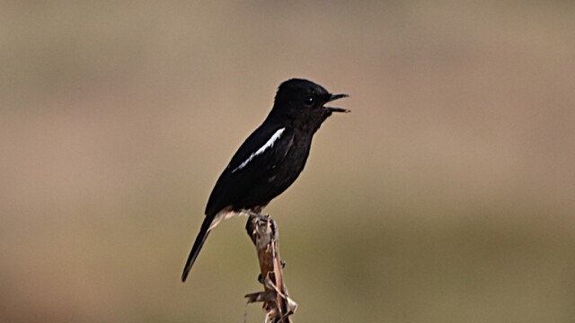 Pied Bush Chat / Thailand - Saxicola caprata © Trausti Baldursson Pied Bush Chat / Thailand - Saxicola caprata © Trausti Baldursson