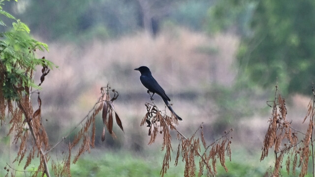 Black Drongo - Dicrurus macrocercus / Thailand – Dicrurus macrocercus © Trausti Baldursson Black Drongo - Dicrurus macrocercus / Thailand – Dicrurus macrocercus © Trausti Baldursson