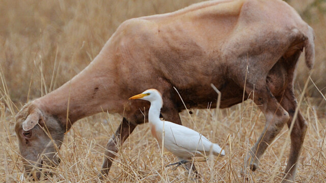 Western Cattle Egret / Kúhegri – Spain Bubulcus ibis © Trausti Baldursson Western Cattle Egret / Kúhegri – Spain Bubulcus ibis © Trausti Baldursson