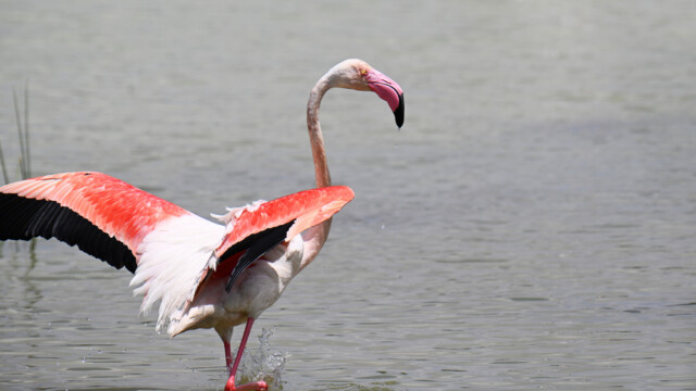 Greater Flamingo / Flæmingi - Spain  Phoenicopterus roseus © Trausti Baldursson Greater Flamingo / Flæmingi - Spain Phoenicopterus roseus © Trausti Baldursson