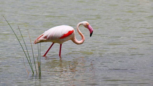 Greater Flamingo / Flæmingi - Spain  Phoenicopterus roseus © Trausti Baldursson Greater Flamingo / Flæmingi - Spain Phoenicopterus roseus © Trausti Baldursson