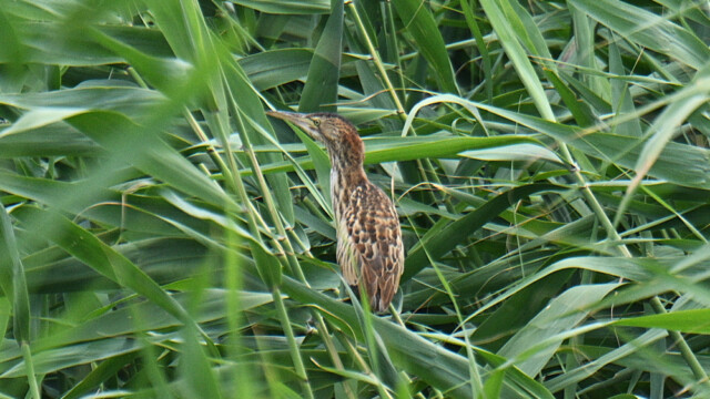 Eurasian bittern / Sefþvari – Spain Botaurus stellaris © Trausti Baldursson Eurasian bittern / Sefþvari – Spain Botaurus stellaris © Trausti Baldursson