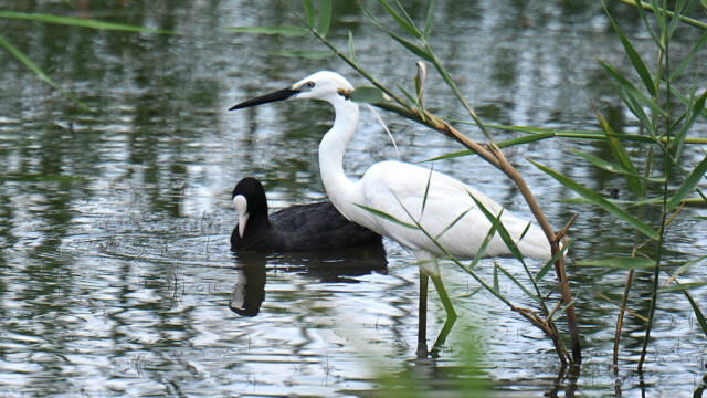 Little Egret / Bjarthegri – Spain Egretta garzetta © Trausti Baldursson Little Egret / Bjarthegri – Spain Egretta garzetta © Trausti Baldursson