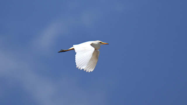 Western Cattle Egret / Kúhegri – Spain Bubulcus ibis © Trausti Baldursson Western Cattle Egret / Kúhegri – Spain Bubulcus ibis © Trausti Baldursson