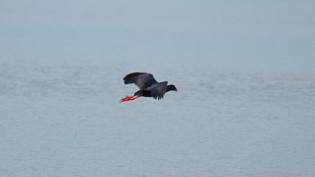 Western swamphen / Bláhæna Porphyrio porphyrio © Trausti Baldursson Western swamphen / Bláhæna Porphyrio porphyrio © Trausti Baldursson