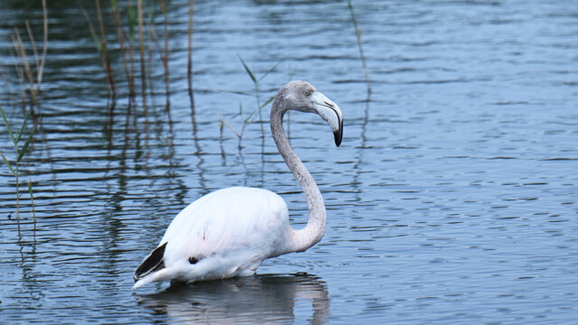 Greater Flamingo / Flæmingi - Spain  Phoenicopterus roseus © Trausti Baldursson Greater Flamingo / Flæmingi - Spain Phoenicopterus roseus © Trausti Baldursson