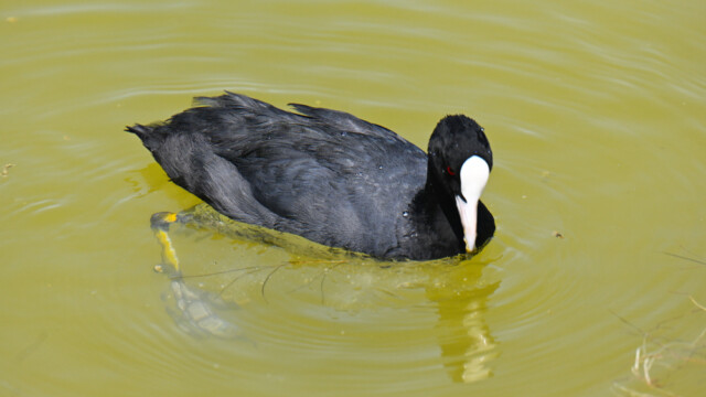 Eurasian Coot / Bleshæna - Spain Fulica atra  © Trausti Baldursson Eurasian Coot / Bleshæna - Spain Fulica atra © Trausti Baldursson