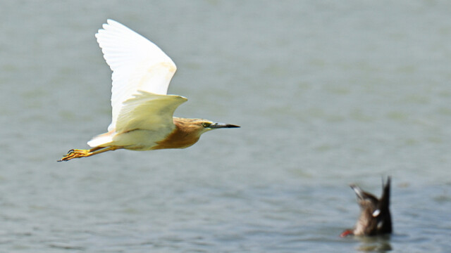 Squacco heron / Relluhegri – Spain Ardeola ralloides © Trausti Baldursson Squacco heron / Relluhegri – Spain Ardeola ralloides © Trausti Baldursson
