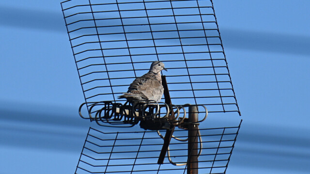 Eurasian collared dove / Tyrkjadúfa - Spain Streptopelia decaocto © Trausti Baldursson Eurasian collared dove / Tyrkjadúfa - Spain Streptopelia decaocto © Trausti Baldursson
