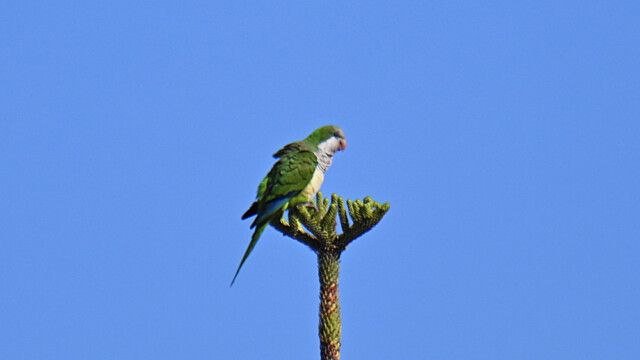 Monk Parakeet / Munkapáfi - Spain  Myiopsitta monachus © Trausti Baldursson Monk Parakeet / Munkapáfi - Spain Myiopsitta monachus © Trausti Baldursson