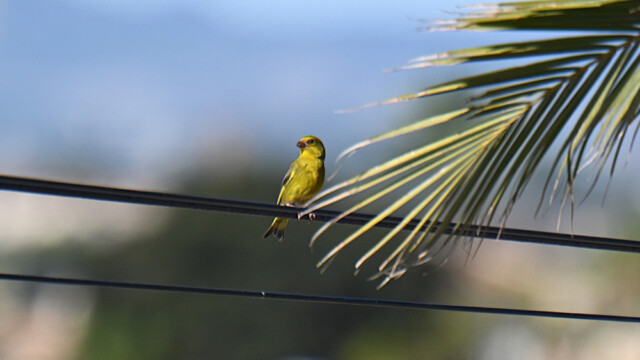 European Greenfinch / Grænfinka - Spain Chloris chloris © Trausti Baldursson European Greenfinch / Grænfinka - Spain Chloris chloris © Trausti Baldursson